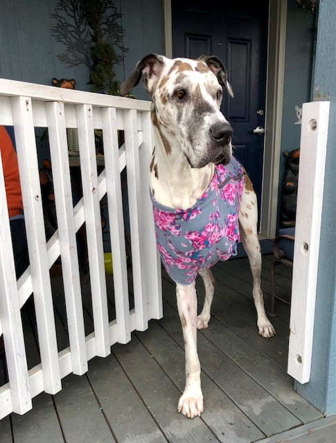 Great Dane Dog Osteosarcoma Diet Recipe