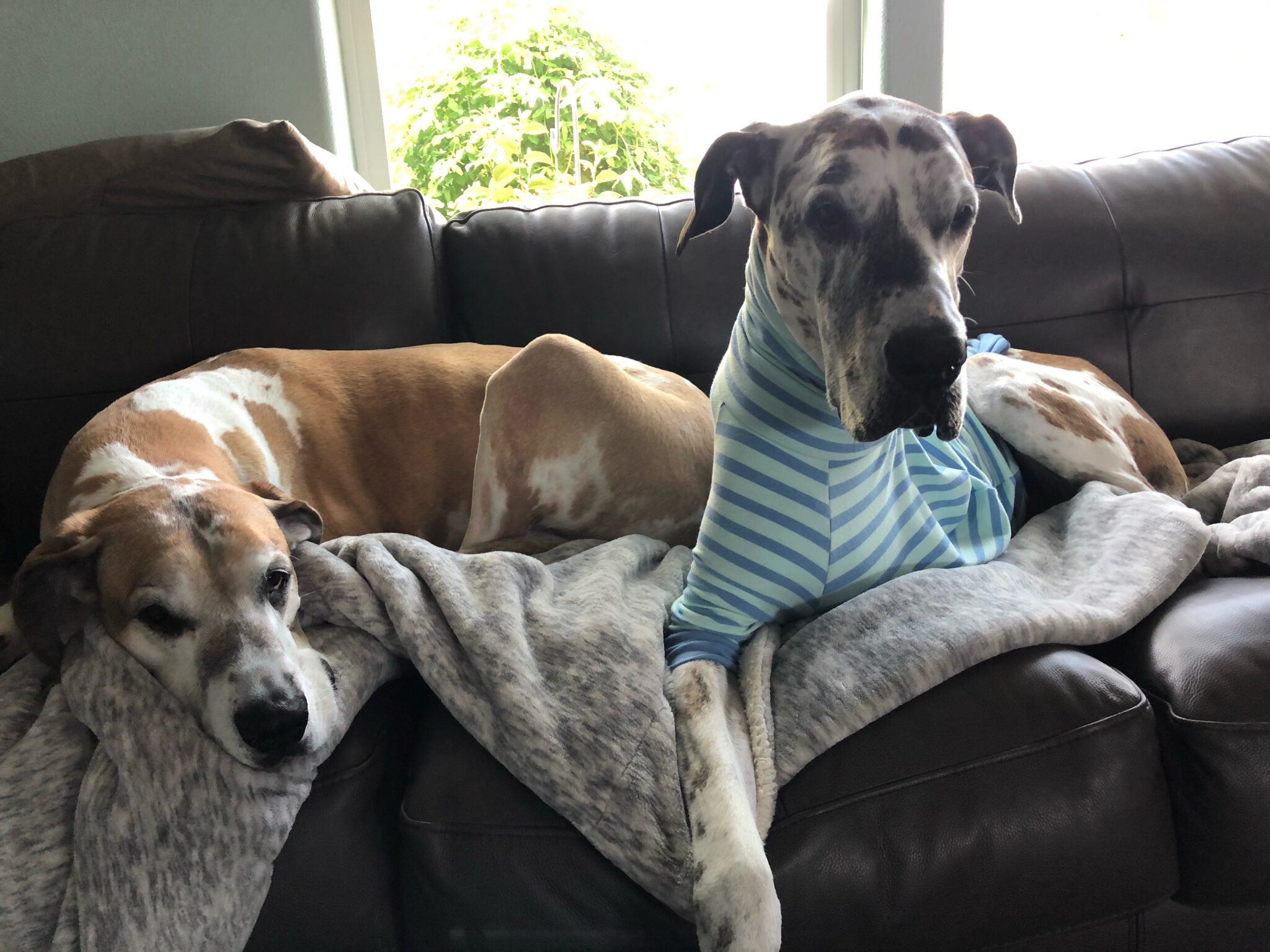 JesseesJourney - great dane bone cancer